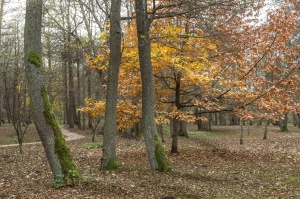 Izstaigā Ventspils  dabas takas pirms uzsnidzis sniegs. Foto: O. Jūra 4