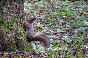 Izstaigā Ventspils  dabas takas pirms uzsnidzis sniegs. Foto: O. Jūra 5