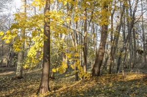 Izstaigā Ventspils  dabas takas pirms uzsnidzis sniegs. Foto: O. Jūra 14