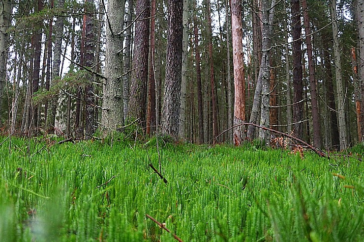 Travelnews.lv dodas 25 km pārgājienā gar Strīķupi Gaujas nacionālajā parkā 295030