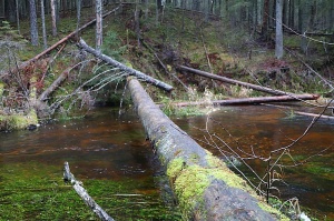 Travelnews.lv dodas 25 km pārgājienā gar Strīķupi Gaujas nacionālajā parkā 7