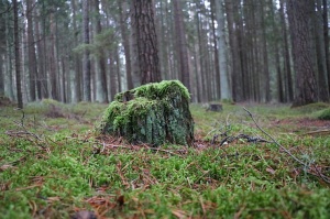 Travelnews.lv dodas 25 km pārgājienā gar Strīķupi Gaujas nacionālajā parkā 32