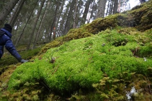 Travelnews.lv dodas 25 km pārgājienā gar Strīķupi Gaujas nacionālajā parkā 39