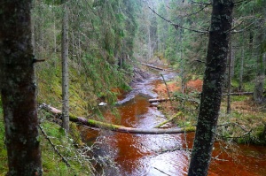 Travelnews.lv dodas 25 km pārgājienā gar Strīķupi Gaujas nacionālajā parkā 40