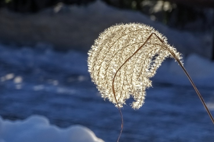 Ventspils Piejūras brīvdabas muzejā aizvadīta Meteņu diena. Foto: Oskars Jūra 297540