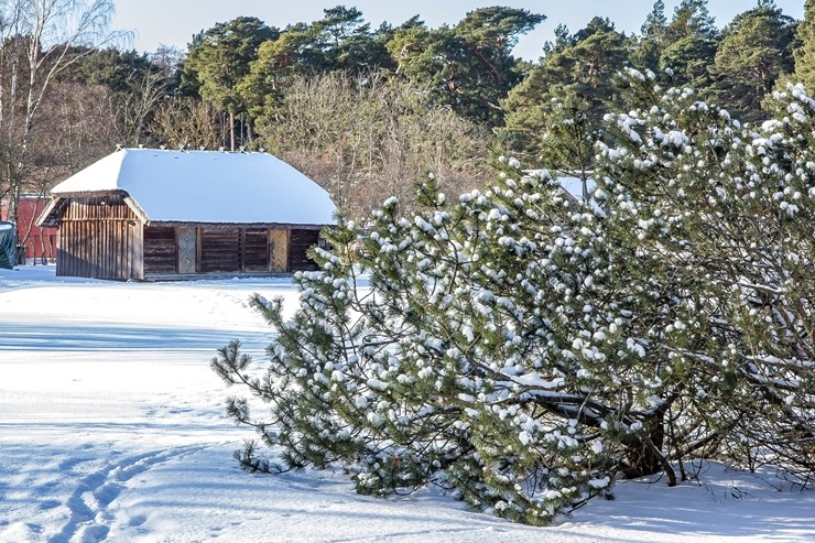 Ventspils Piejūras brīvdabas muzejā aizvadīta Meteņu diena. Foto: Oskars Jūra 297547