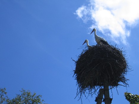 Izbaudiet atpūtu viesu mājā Ieviņas, Balvu rajona, Egļukalnā. Fotogalerija: INTERREG IIIA projekta SII-050 konsultāciju ietvaros Izbaudiet atpūtu viesu mājā Ieviņas, Balvu rajona, Egļukalnā. Fotogalerija: INTERREG IIIA projekta SII-050 konsultāciju ietvaros 16024