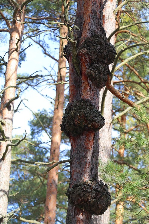 Travelnews.lv dodas 31 km pārgājienā Zilupes un Dagdas novadā gar Krievijas un Baltkrievijas robežu Travelnews.lv dodas 31 km pārgājienā Zilupes un Dagdas novadā gar Krievijas un Baltkrievijas robežu 298629