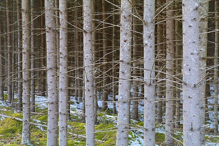 Travelnews.lv dodas 31 km pārgājienā Zilupes un Dagdas novadā gar Krievijas un Baltkrievijas robežu Travelnews.lv dodas 31 km pārgājienā Zilupes un Dagdas novadā gar Krievijas un Baltkrievijas robežu 298646