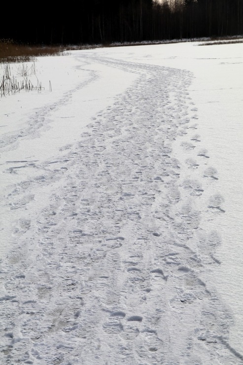 Travelnews.lv dodas 31 km pārgājienā Zilupes un Dagdas novadā gar Krievijas un Baltkrievijas robežu Travelnews.lv dodas 31 km pārgājienā Zilupes un Dagdas novadā gar Krievijas un Baltkrievijas robežu 298651