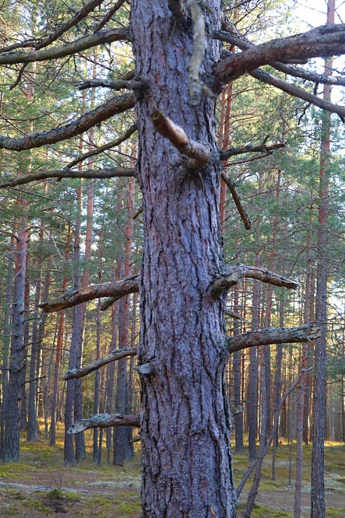 Lieldienās Carnikava pārsteidz ar restorānu «Ozo» uz riteņiem, Novadpētniecības centru, mežu un pludmali Lieldienās Carnikava pārsteidz ar restorānu «Ozo» uz riteņiem, Novadpētniecības centru, mežu un pludmali 299263