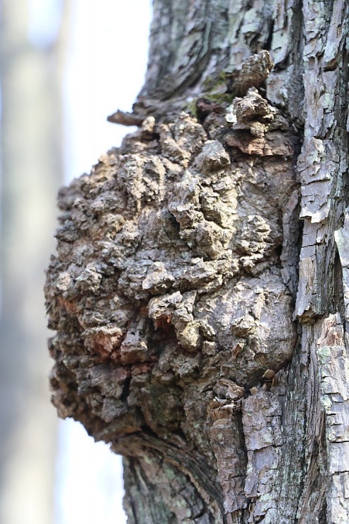 Kokneses parks starp Pērses un Daugavas krastiem ir burvīga atpūtas un pastaigu vieta 300067