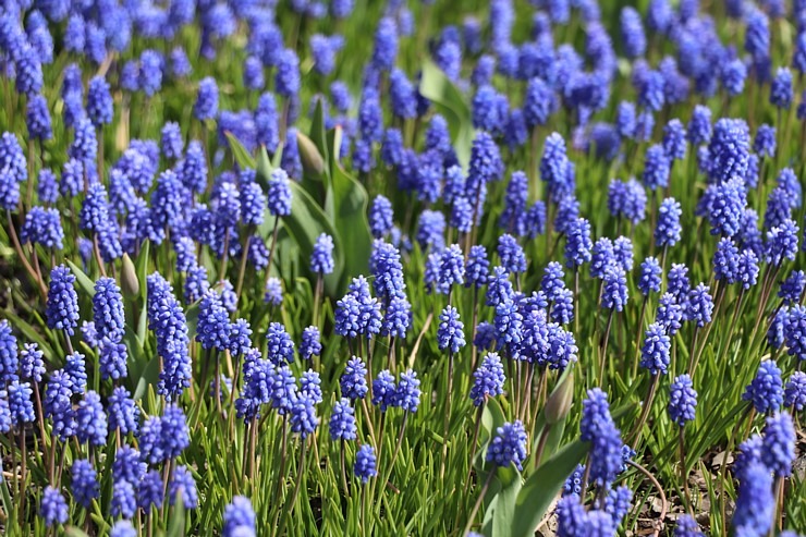 Sakuras krāšņi zied Uzvaras parkā Pārdaugavā 300499