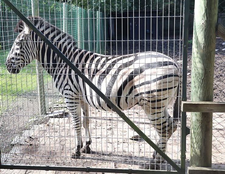 Travelnews.lv apciemo strausu fermu «Muhu jaanalinnufarm» un iepazīst arī zebras, ķengurus un Alpakas Travelnews.lv apciemo strausu fermu «Muhu jaanalinnufarm» un iepazīst arī zebras, ķengurus un Alpakas 307056