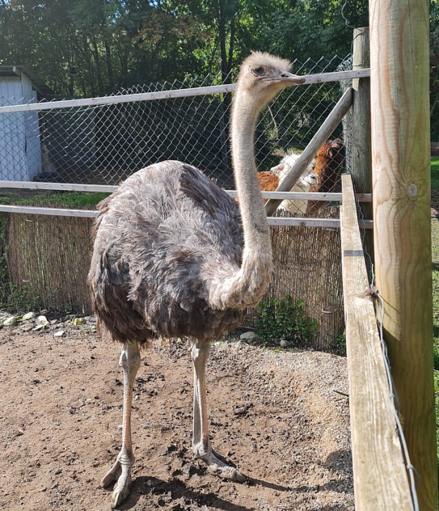 Travelnews.lv apciemo strausu fermu «Muhu jaanalinnufarm» un iepazīst arī zebras, ķengurus un Alpakas 307041