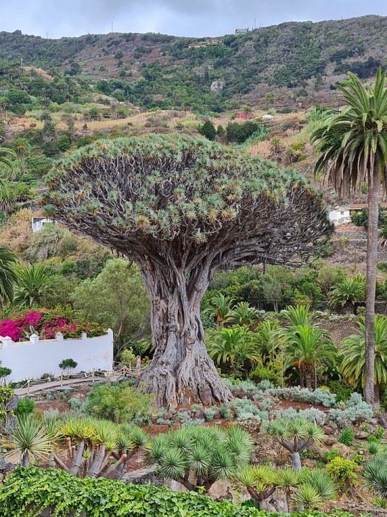 Iepazīstam tūkstošgadīgu pūķkoku «Dracaena draco» Tenerifes pilsētā Icod de los vinos 309432