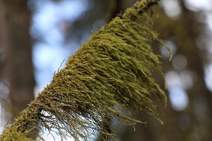 Travelnews.lv dodas 24 km pārgājienā Raiskuma apkārtnē Cēsu novadā 17