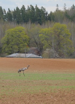 24 km pārgājiens Cēsu novada Raiskuma apkārtnē 41