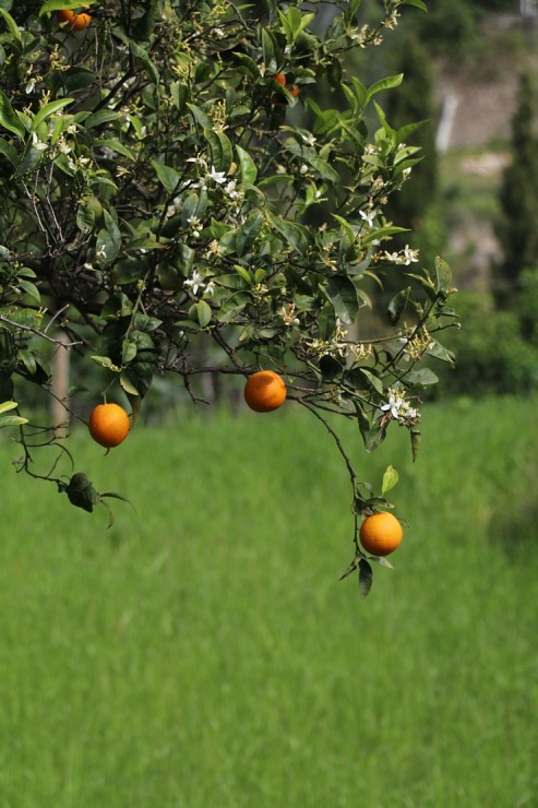 Travelnews.lv iepazīst Maļorkas tropu dārzu un populāru kāzu vietu «Jardines de Alfabia». Sadarbībā ar Latvijas tūrisma firmu «Atlantic Travel» Travelnews.lv iepazīst Maļorkas tropu dārzu un populāru kāzu vietu «Jardines de Alfabia». Sadarbībā ar Latvijas tūrisma firmu «Atlantic Travel» 317881