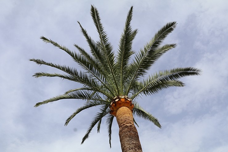 Travelnews.lv iepazīst Maļorkas tropu dārzu un populāru kāzu vietu «Jardines de Alfabia». Sadarbībā ar Latvijas tūrisma firmu «Atlantic Travel» Travelnews.lv iepazīst Maļorkas tropu dārzu un populāru kāzu vietu «Jardines de Alfabia». Sadarbībā ar Latvijas tūrisma firmu «Atlantic Travel» 317888