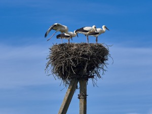 Lauku ceļotājs: Maizes un sidra svētki Āraišu dzirnavās savieno divu garšu baudas. Foto: Valdis Ošiņš 37