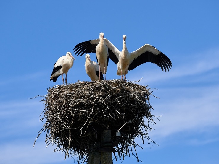 Lauku ceļotājs: Maizes un sidra svētki Āraišu dzirnavās pulcē latviešus vairākās paaudzēs. Foto: Valdis Ošiņš 321403