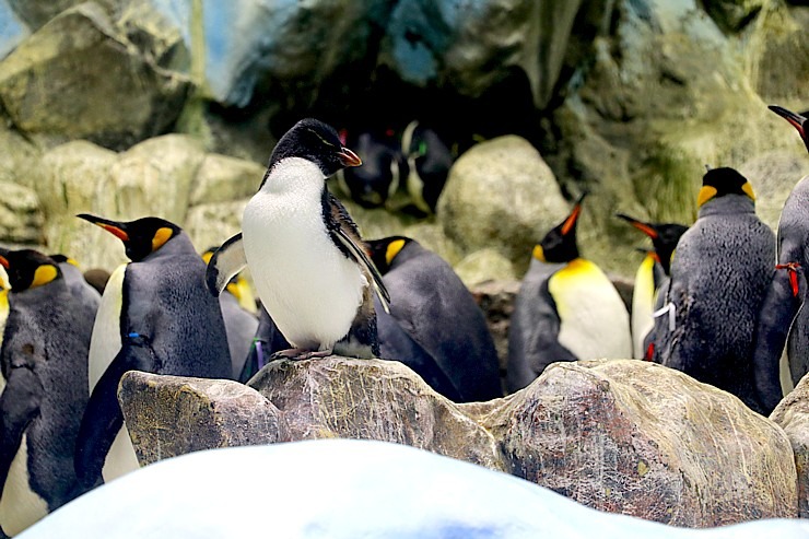 Travelnews.lv apmeklē jūras iemītnieku akvārijus Tenerifes zooloģiskajā dārzā «Loro Parque». Sadarbībā ar Tez Tour un airBaltic 330081