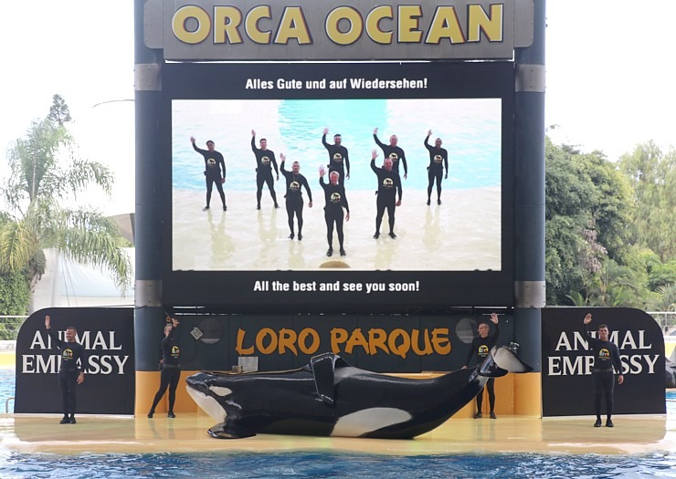 Tenerifes zooloģiskais dārzs «Loro Parque» tiek uzskatīts par labāko pasaulē. Sadarbībā ar Tez Tour un airBaltic 330265