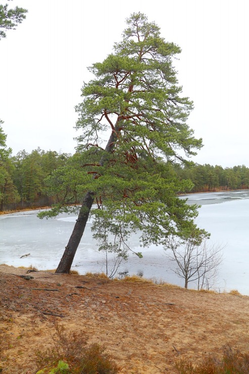 Travelnews.lv iziet 24 km pārgājienu Piejūras dabas parkā gar Gauju, Garezeru, Lilasti un Dzirnezeru Travelnews.lv iziet 24 km pārgājienu Piejūras dabas parkā gar Gauju, Garezeru, Lilasti un Dzirnezeru 333062