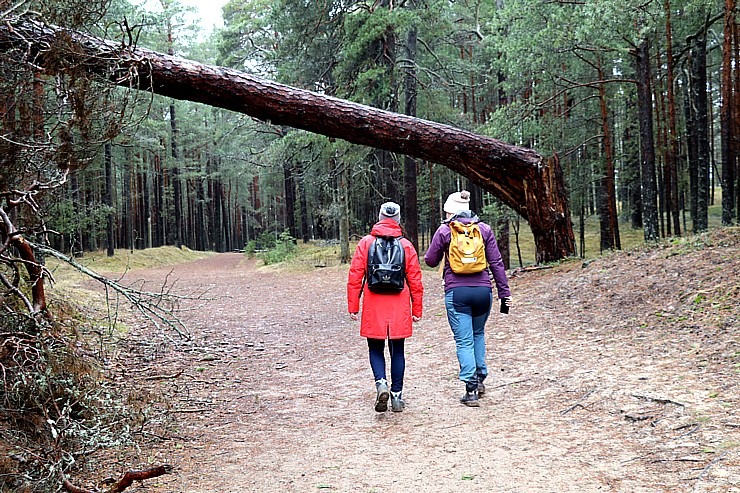 Travelnews.lv iziet 24 km pārgājienu Piejūras dabas parkā gar Gauju, Garezeru, Lilasti un Dzirnezeru Travelnews.lv iziet 24 km pārgājienu Piejūras dabas parkā gar Gauju, Garezeru, Lilasti un Dzirnezeru 333072