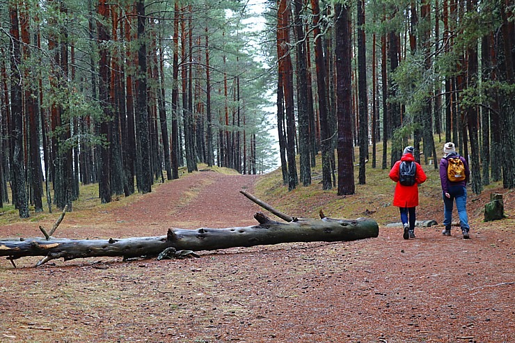 Travelnews.lv iziet 24 km pārgājienu Piejūras dabas parkā gar Gauju, Garezeru, Lilasti un Dzirnezeru Travelnews.lv iziet 24 km pārgājienu Piejūras dabas parkā gar Gauju, Garezeru, Lilasti un Dzirnezeru 333073