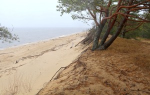 Travelnews.lv iziet 24 km pārgājienu Piejūras dabas parkā gar Gauju, Garezeru, Lilasti un Dzirnezeru 13