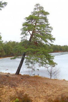 Travelnews.lv iziet 24 km pārgājienu Piejūras dabas parkā gar Gauju, Garezeru, Lilasti un Dzirnezeru 20