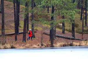 Travelnews.lv iziet 24 km pārgājienu Piejūras dabas parkā gar Gauju, Garezeru, Lilasti un Dzirnezeru 26