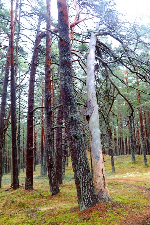 Piejūras dabas parks piedāvā aizraujošus foto momentus 24 km pārgājienā 333096