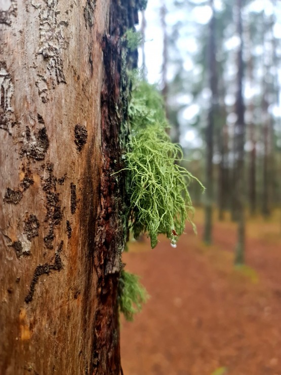 Piejūras dabas parks piedāvā aizraujošus foto momentus 24 km pārgājienā 333115