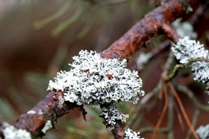 Piejūras dabas parks piedāvā aizraujošus foto momentus 24 km pārgājienā 19