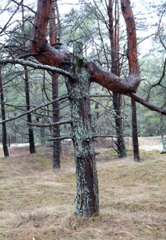 Piejūras dabas parks piedāvā aizraujošus foto momentus 24 km pārgājienā 22