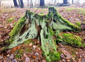 Piejūras dabas parks piedāvā aizraujošus foto momentus 24 km pārgājienā 26