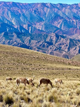 Arnis Jaudzems ar motociklu apceļo Argentīnu 2000 km garā maršrutā. Foto: Arnis Jaudzems 13