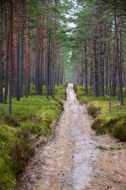 Dodamies 22 km pārgājienā ar korgiju Engures apkārtnē sadarbībā ar «Europcar Latvija» 335220