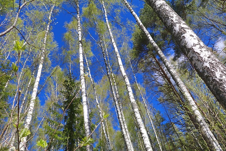 Pavasaris ar lielu spēku ienāk Latgales dabā 335738