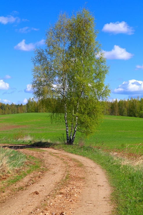 Pavasaris ar lielu spēku ienāk Latgales dabā 335714