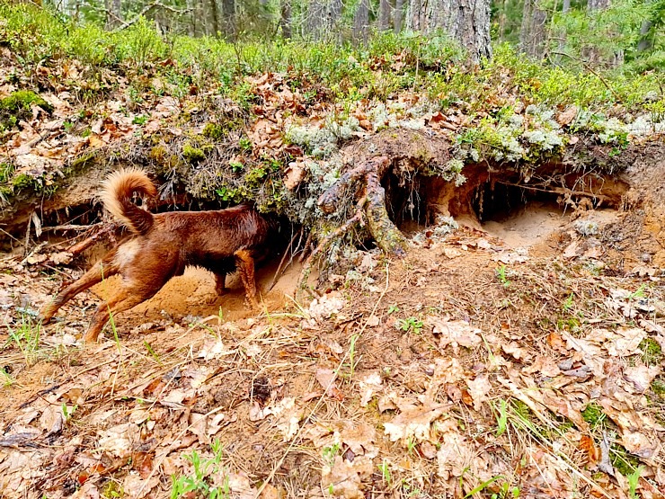 Travelnews.lv ar Latgales krančiem dodas Vecslabadas 33 km pārgājienā Ludzas novadā 335784