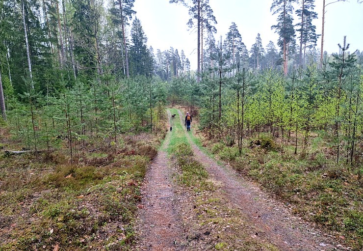 Ludzas novadā Travelnews.lv kopā ar krančiem pievar 33 km pārgājienu Vecslabadā 335802