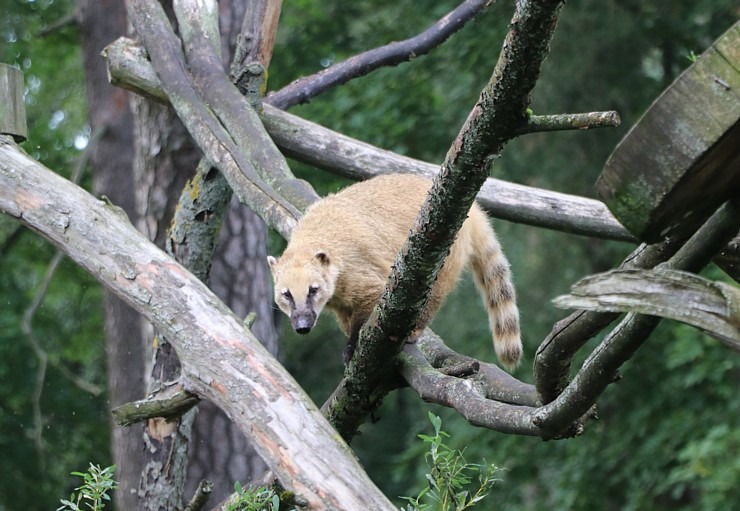 Travelnews.lv redakcija vakarpusē apmeklē Rīgas Nacionālo zooloģisko dārzu 342670