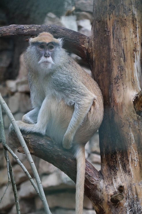 Travelnews.lv redakcija vakarpusē apmeklē Rīgas Nacionālo zooloģisko dārzu 342672