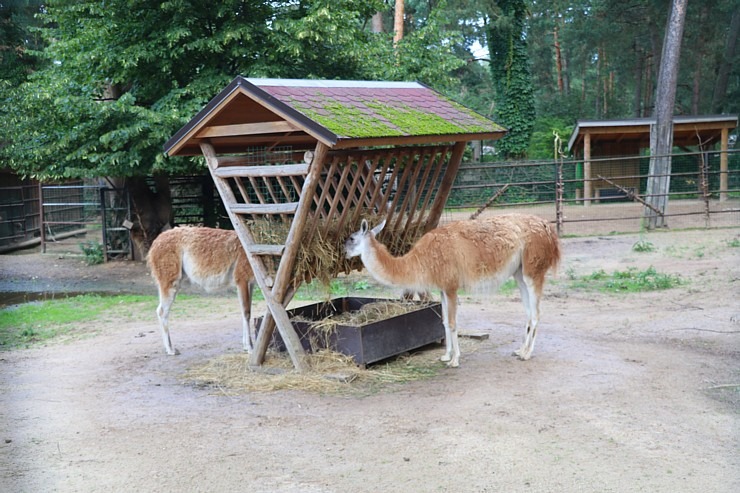 Travelnews.lv redakcija vakarpusē apmeklē Rīgas Nacionālo zooloģisko dārzu 342678