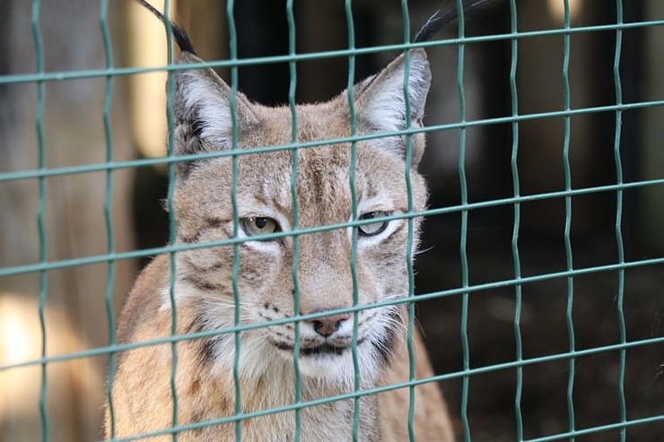 Travelnews.lv redakcija vakarpusē apmeklē Rīgas Nacionālo zooloģisko dārzu 342657