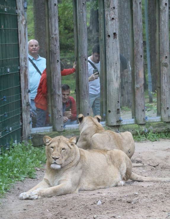 Travelnews.lv redakcija vakarpusē apmeklē Rīgas Nacionālo zooloģisko dārzu 342658